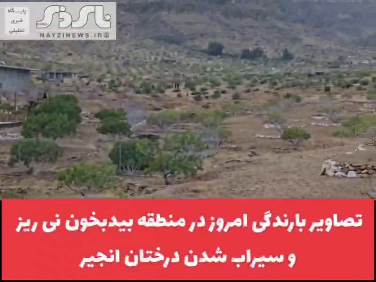 کلیپ/ تصاویر بارندگی امروز در منطقه تفرجگاه بید بخون شهر نی ریز و سیراب شدن درختان انجیر