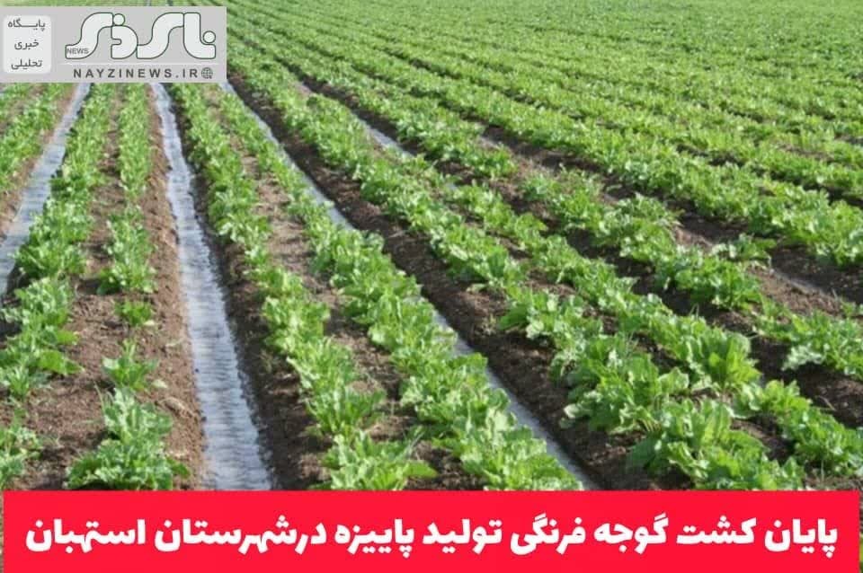  پایان کشت گوجه فرنگی تولید پاییزه درشهرستان استهبان