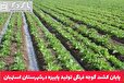  پایان کشت گوجه فرنگی تولید پاییزه درشهرستان استهبان
