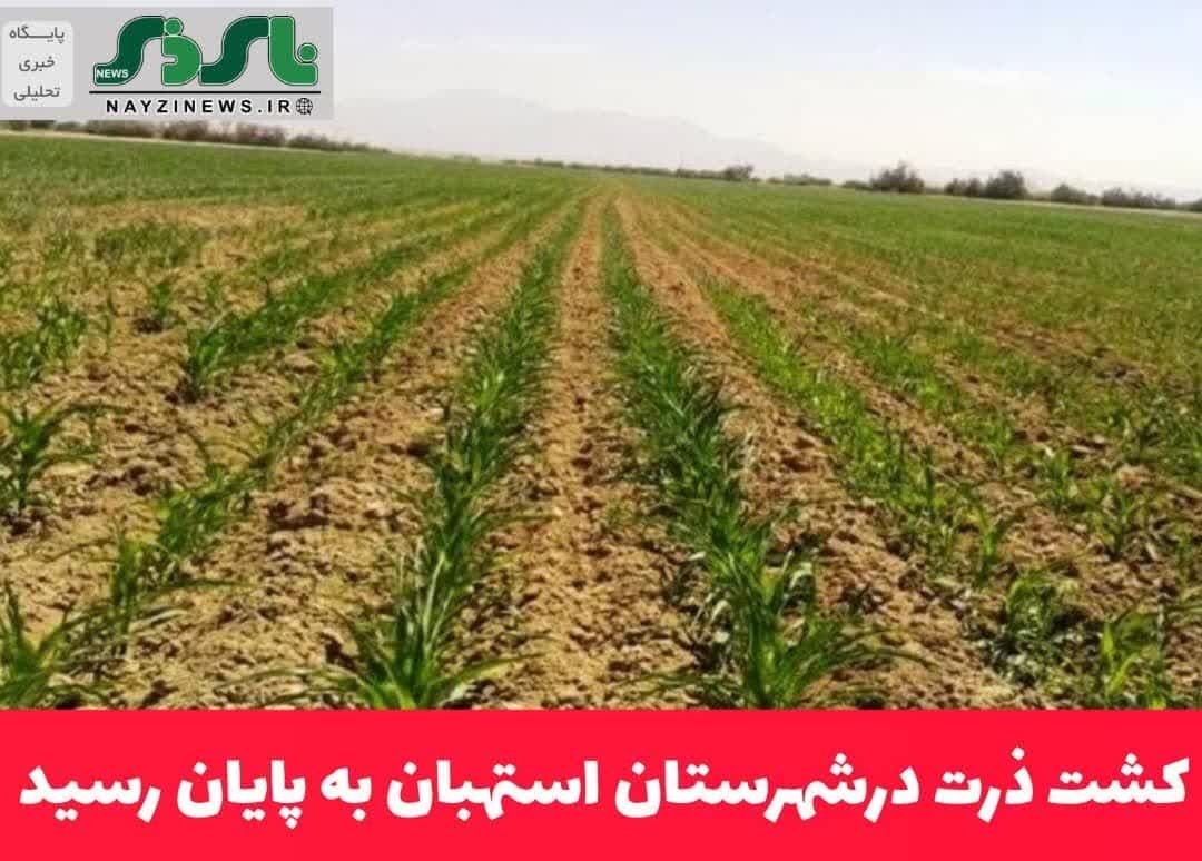 کشت ذرت درشهرستان استهبان به پایان رسید
