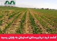 کشت ذرت درشهرستان استهبان به پایان رسید