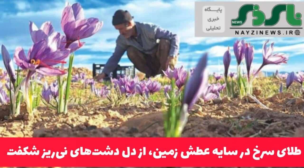 طلای سرخ در سایه عطش زمین، از دل دشت‌های نی‌ریز شکفت