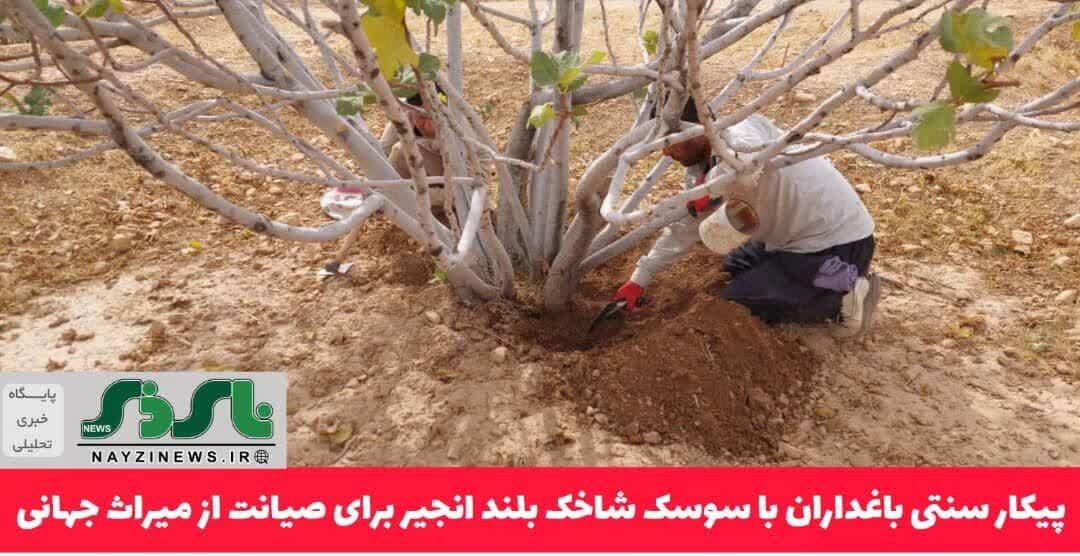 پیکار سنتی باغداران با سوسک شاخک بلند انجیر برای صیانت از میراث جهانی