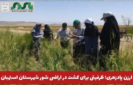 ارزن پادزهری؛ ظرفیتی برای کشت در اراضی شور شهرستان استهبان