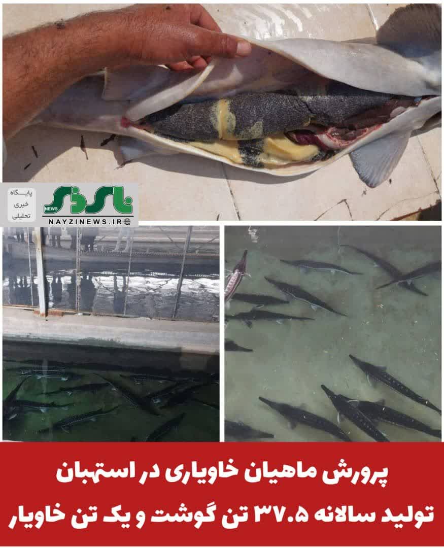پرورش ماهیان خاویاری در استهبان ، تولید سالانه ۳۷.۵ تن گوشت و یک تن خاویار پرورش ماهیان خاویاری در استهبان ، تولید سالانه ۳۷.۵ تن گوشت و یک تن خاویار