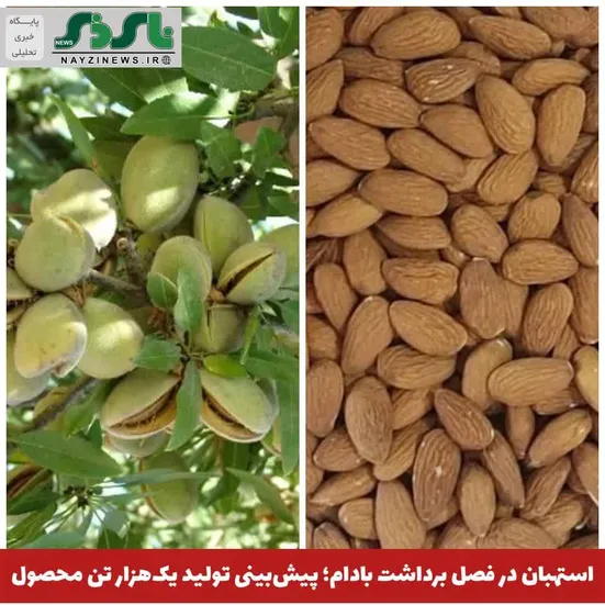  استهبان در فصل برداشت بادام؛ پیش‌بینی تولید یک‌هزار تن محصول