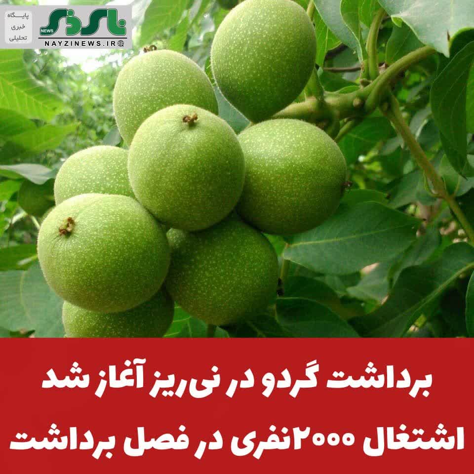 برداشت گردو در نیریز آغاز شد ، اشتغال ۲۰۰۰نفری در فصل برداشت برداشت گردو در نیریز آغاز شد ، اشتغال ۲۰۰۰نفری در فصل برداشت