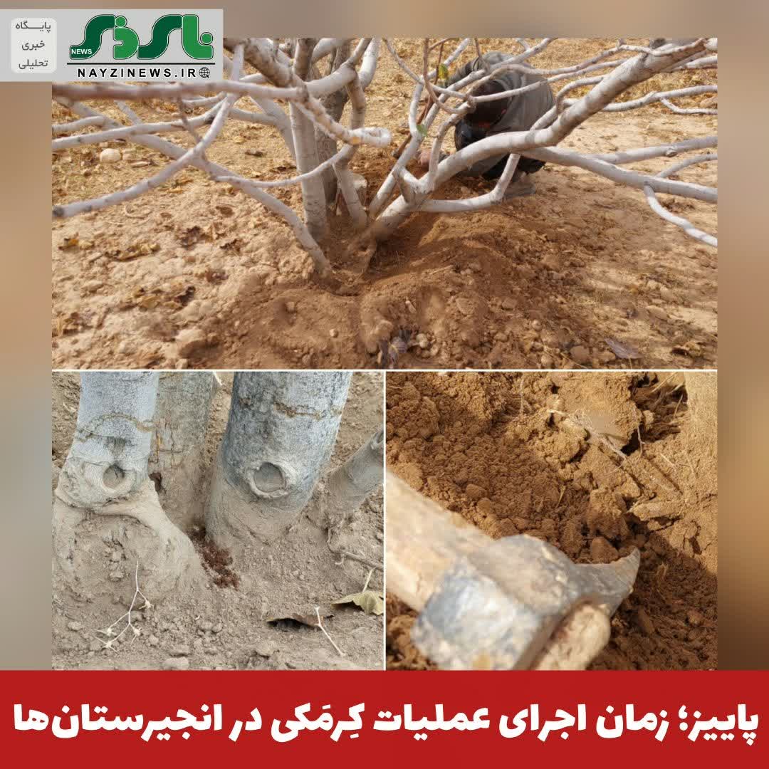 پاییز؛ زمان اجرای عملیات کِرمَکی در انجیرستانها / توصیه به باغداران برای کنترل آفت و حفظ درختان کهنسال پاییز؛ زمان اجرای عملیات کِرمَکی در انجیرستانها / توصیه به باغداران برای کنترل آفت و حفظ درختان کهنسال