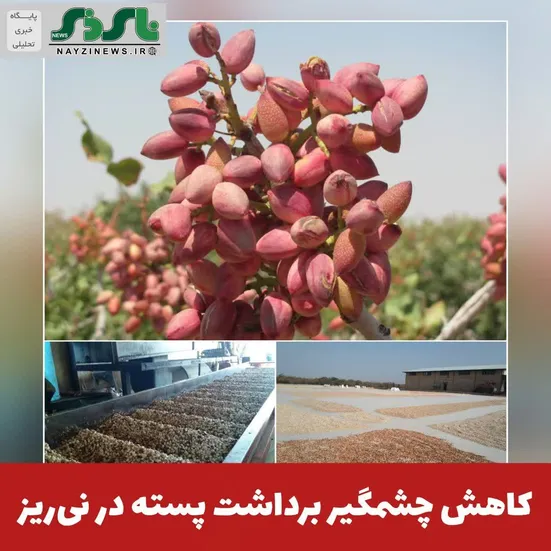  کاهش چشمگیر برداشت پسته در نی‌ریز؛ سرما و گرما به باغ‌ها خسارت زد