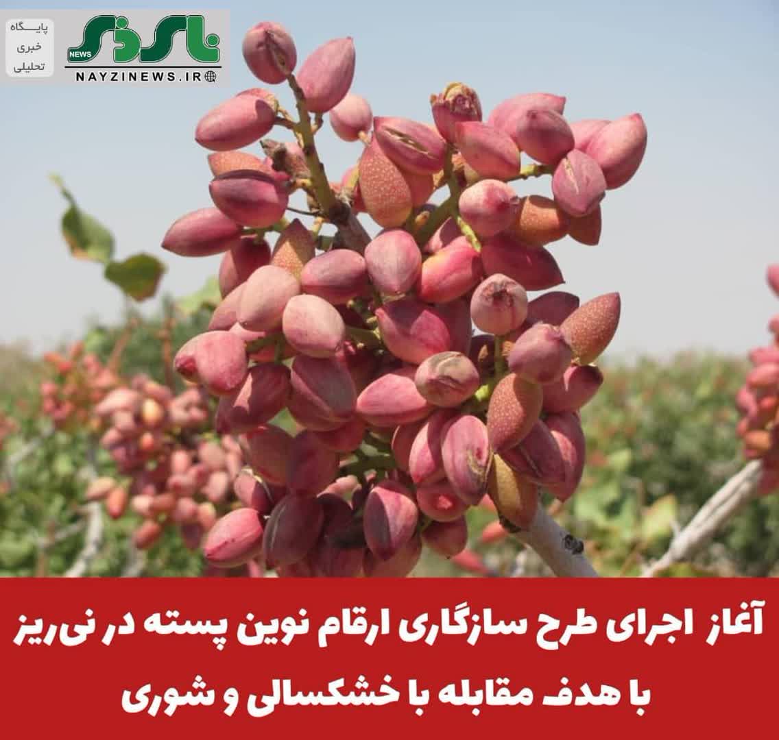آغاز طرح سازگاری ارقام نوین پسته در نیریز با هدف مقابله با خشکسالی و شوری آغاز طرح سازگاری ارقام نوین پسته در نیریز با هدف مقابله با خشکسالی و شوری