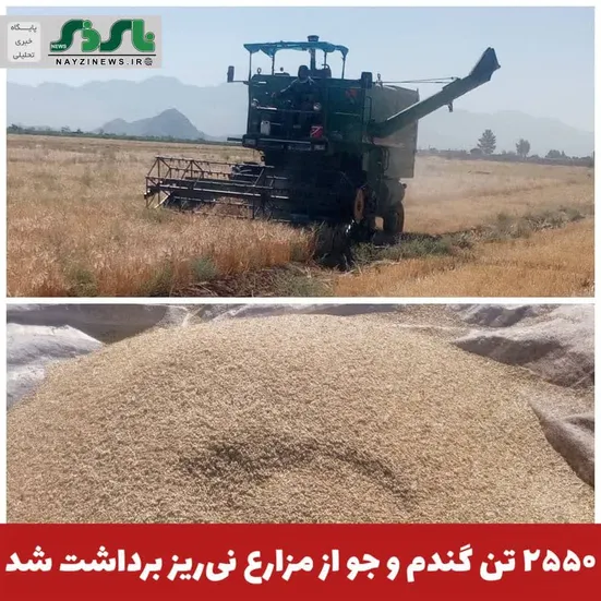  ۲۵۵۰ تن گندم و جو از مزارع نی‌ریز برداشت شد 