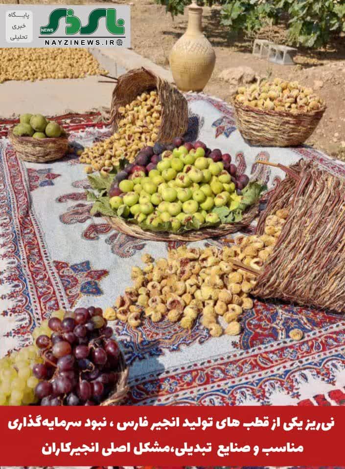 نی‌ریز یکی از قطب های تولید انجیر فارس است/ نبود سرمایه‌گذاری مناسب و صنایع  تبدیلی،مشکل اصلی انجیرکاران