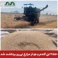  ۲۵۵۰ تن گندم و جو از مزارع نی‌ریز برداشت شد 