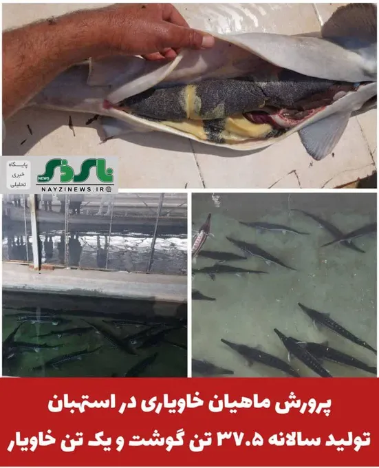 پرورش ماهیان خاویاری در استهبان ، تولید سالانه ۳۷.۵ تن گوشت و یک تن خاویار