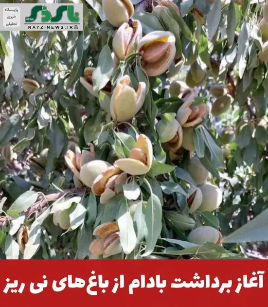 مدير جهادكشاورزي شهرستان ني ريز گفت: برداشت محصول بادام از  ۲۳۵۰ هكتار باغ هاي اين شهرستان آغاز شده است و تا اوایل مهر ماه ادامه دارد.