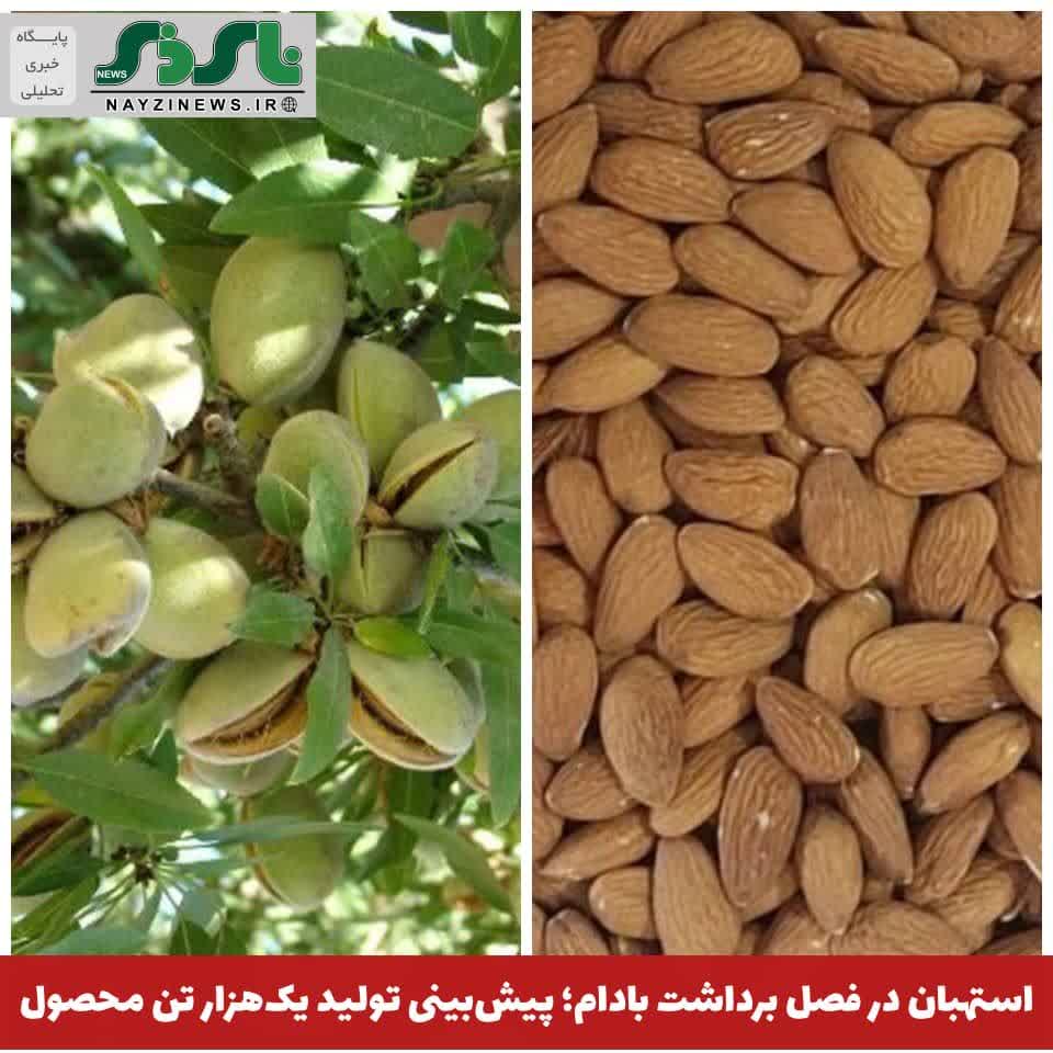 استهبان در فصل برداشت بادام؛ پیشبینی تولید یکهزار تن محصول استهبان در فصل برداشت بادام؛ پیشبینی تولید یکهزار تن محصول